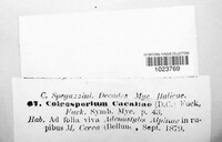 Coleosporium tussilaginis image